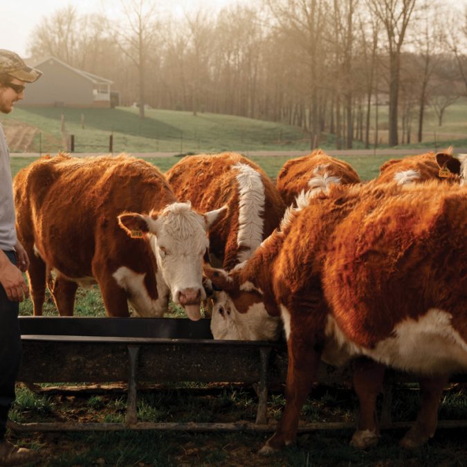 Young Man Watching His Cows Eat