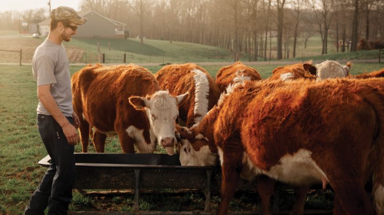 Young Man Watching His Cows Eat