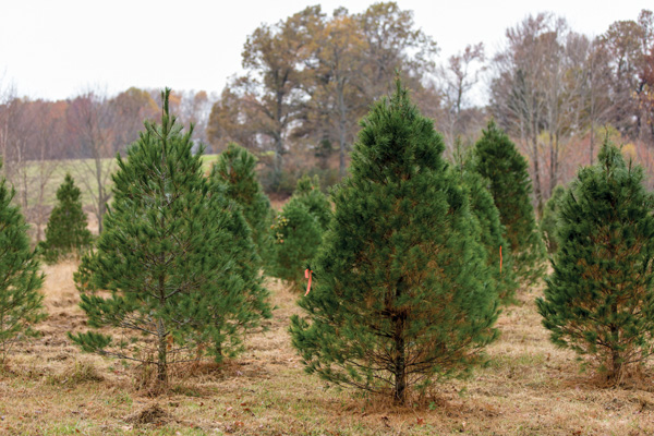 Trees at Hilltop Tree Farm