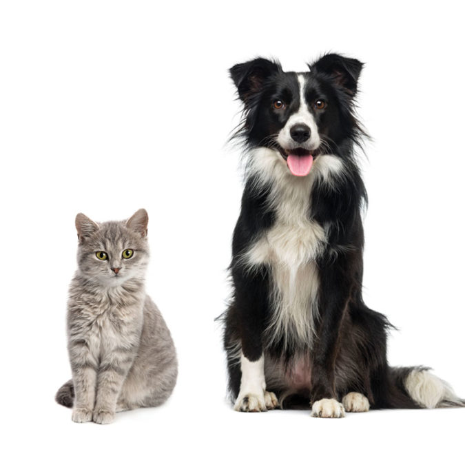 Black dog and gray cat sitting