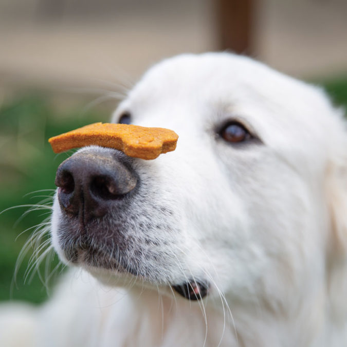 Dog with a biscuit resting on his nose