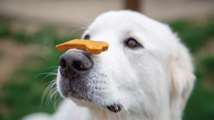 Dog with a biscuit resting on his nose