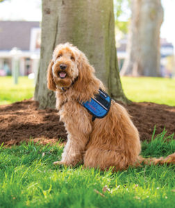 Therapy dog Watson sitting by a tree.